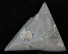 Promicroceras Ammonite - Dorset, England #30721-1